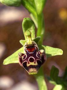 Ophrys umbilicata httpsuploadwikimediaorgwikipediacommonsthu