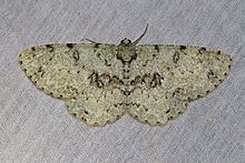 Ophthalmitis (moth) httpsuploadwikimediaorgwikipediacommonsthu