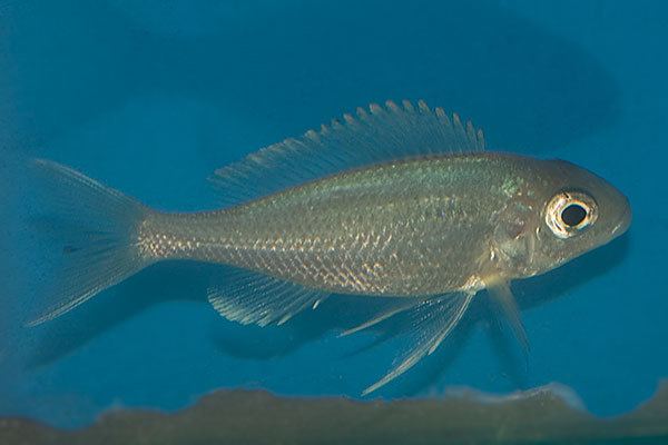 Ophthalmotilapia ventralis Ophthalmotilapia ventralis quotKasakalawequot ID confirmation The