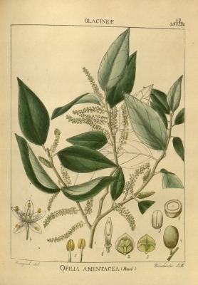 Opilia Opilia amentacea Useful Tropical Plants