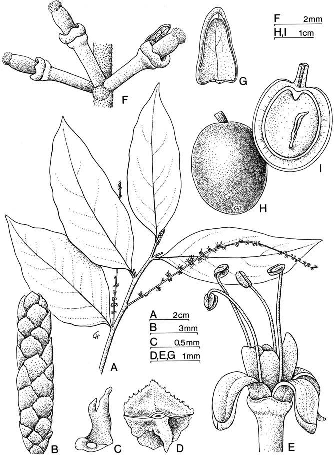Opiliaceae Parasitic Plant Connection Opiliaceae