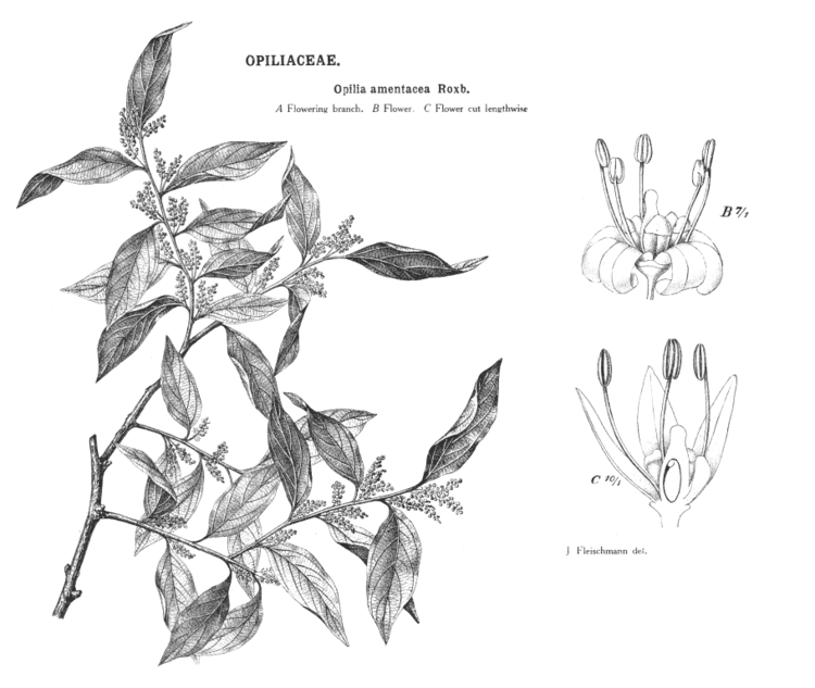 Opiliaceae Angiosperm families Opiliaceae Valeton
