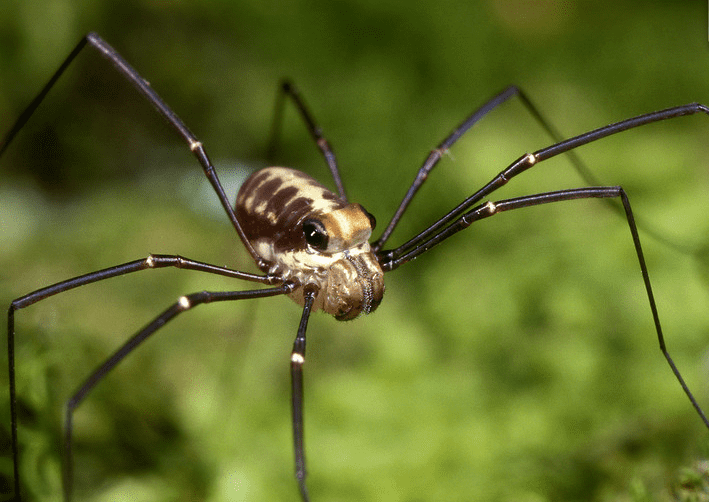 Opiliones Learn about Harvestmen The Opiliones Project Arthropod Ecology