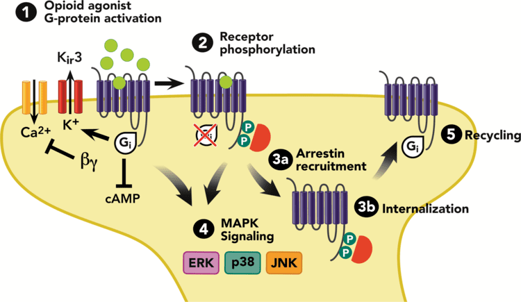 Opioid receptor Molecular Mechanisms of Opioid Receptordependent Signaling and