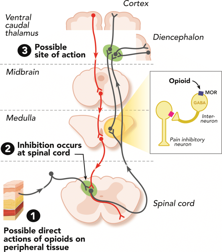 Opioid receptor Molecular Mechanisms of Opioid Receptordependent Signaling and