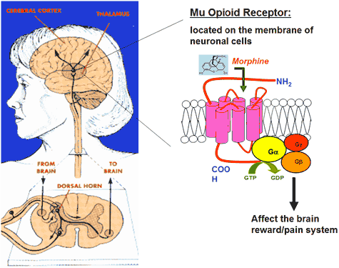 Opioid receptor OPIOIDS A ROLE IN CANCER PROGNOSIS