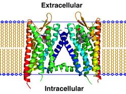 Opioid receptor opioid receptor Wikipedia