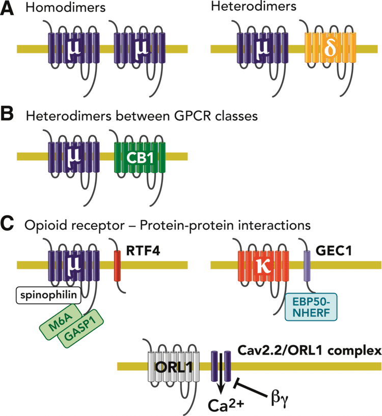 Opioid receptor Molecular Mechanisms of Opioid Receptordependent Signaling and