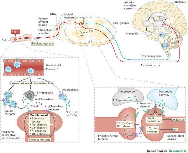 Opioid receptor Opioid and chemokine receptor crosstalk a promising target for pain