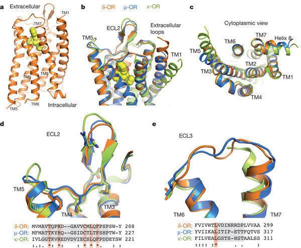 Opioid receptor Structure of the opioid receptor bound to naltrindole Nature