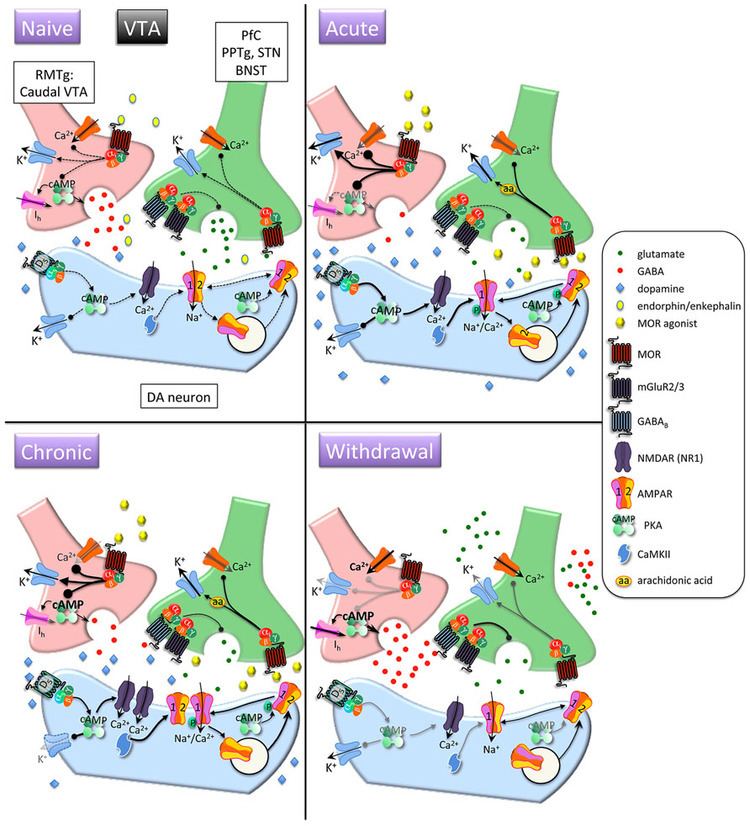 Opioid receptor Frontiers It39s MORe exciting than mu crosstalk between mu opioid