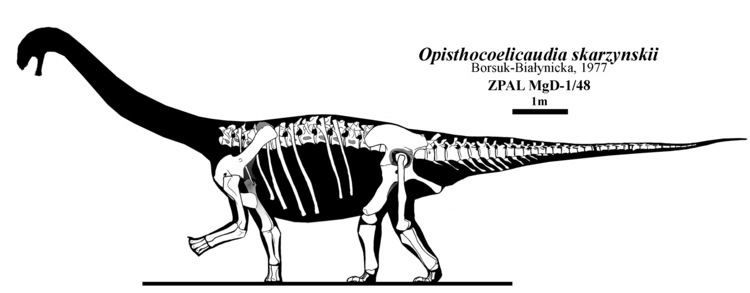 Opisthocoelicaudia FileOpisthocoelicaudia skeleton restorationjpg Wikimedia Commons