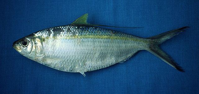 Opisthonema Fish Identification