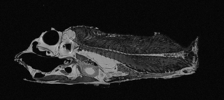 Opisthoproctus soleatus Opisthoproctus soleatus Shortnose Flatironfish MRI Sagittal Slice