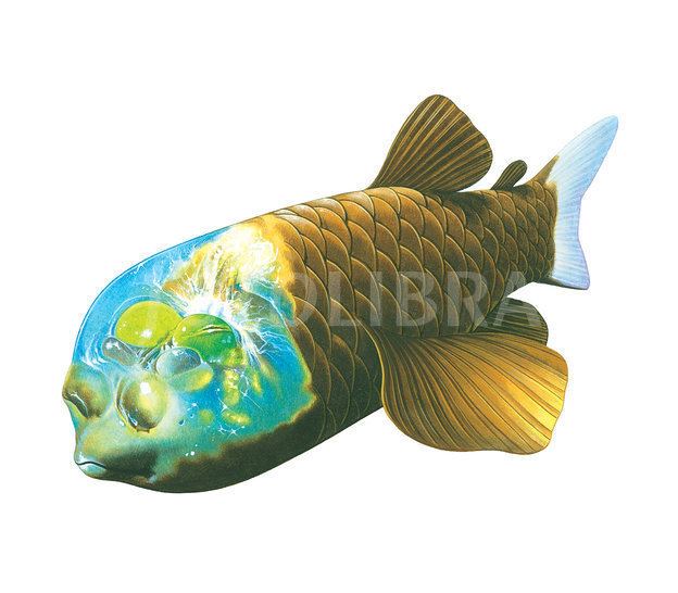 Opisthoproctus soleatus Barreleye Fish Opisthoproctus soleatus