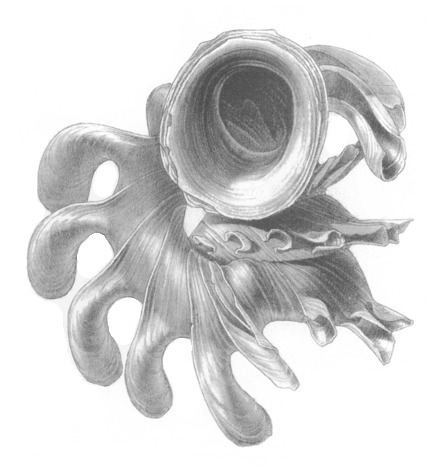 Opisthostoma grandispinosum