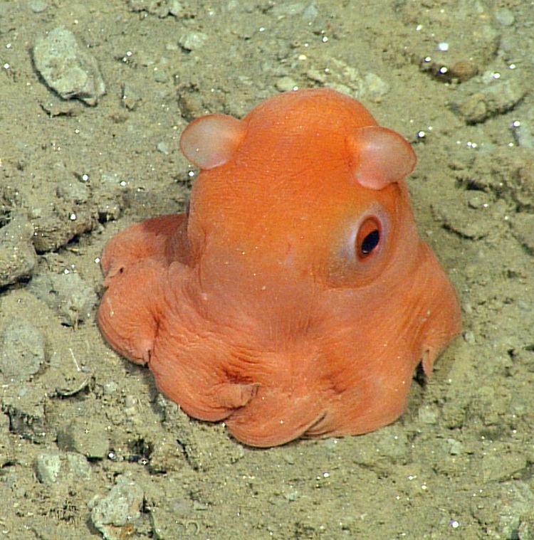 Opisthoteuthis californiana Monterey scientist considers naming unclassified octopus 39adorabalis