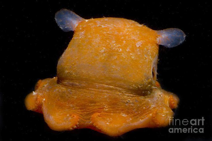 Opisthoteuthis californiana Opisthoteuthis californiana also known as the flapjack octopus