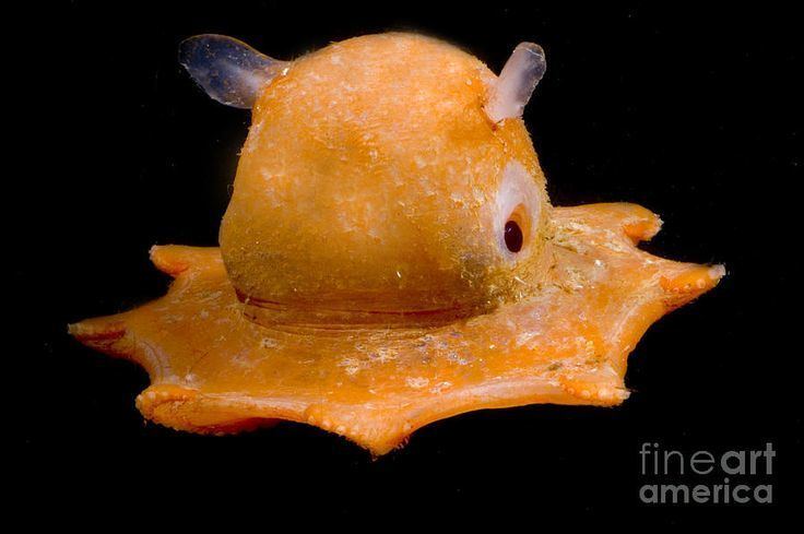 Opisthoteuthis californiana Flapjack Octopus Underwater The o39jays and Octopus pictures