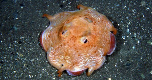 Opisthoteuthis californiana 1000 images about Flapjack Octopus on Pinterest Deep sea