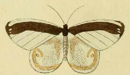 Opisthoxia amabilis