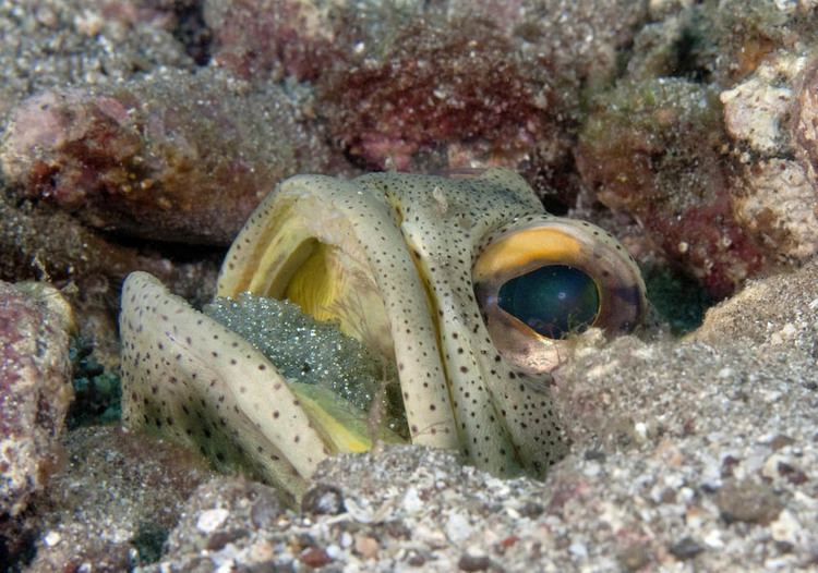 Opistognathus Photos of Jaw fishes or smilers family Opistognathidae