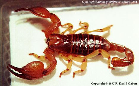 Opistophthalmus glabrifrons The Scorpion Files Opistophthalmus glabrifrons Scorpionidae