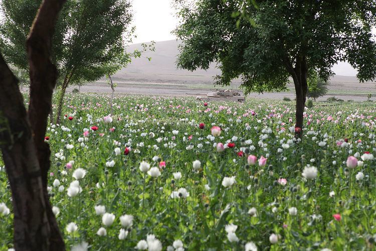Opium production in Afghanistan