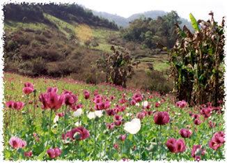 Opium production in Myanmar