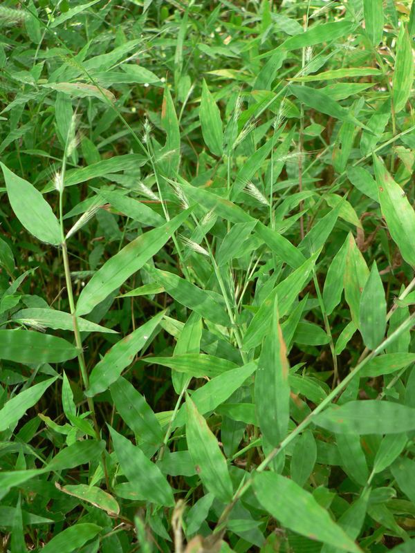 Oplismenus West African Plants A Photo Guide Oplismenus burmannii Retz P