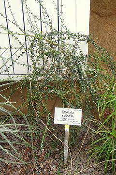 Oplonia spinosa httpsuploadwikimediaorgwikipediacommonsthu