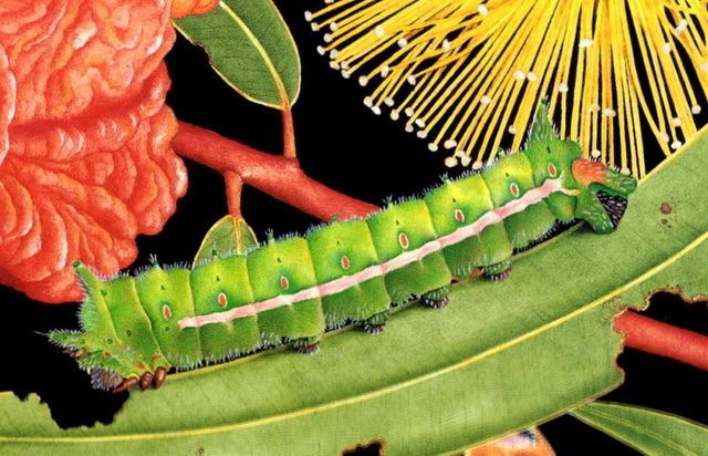Opodiphthera helena Helena Gummoth Opodiphthera helena caterpillar