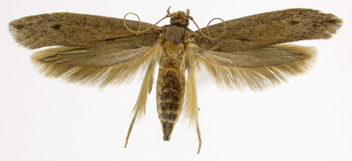Opogona sacchari Opogona sacchari Insecta Lepidoptera Tineidae