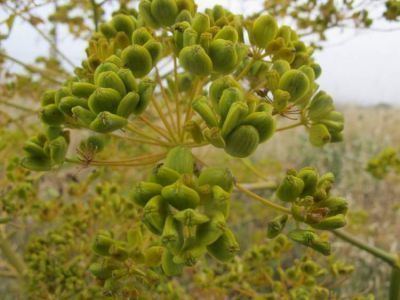 Opopanax chironium Opopanax chironium Health effects and herbal facts