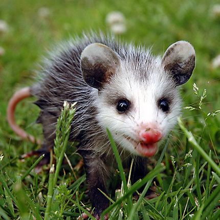 Opossum How to Get Rid of Opossums Opossum Removal Havahart US