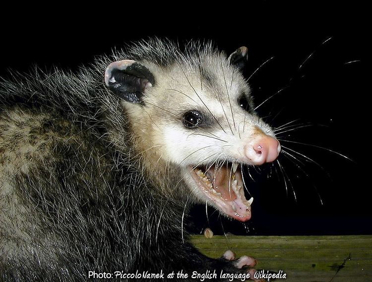 Opossum Opossums of New York