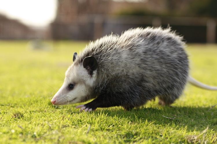 Opossum All About Opossums Wildlife Rescue and Rehabilitation