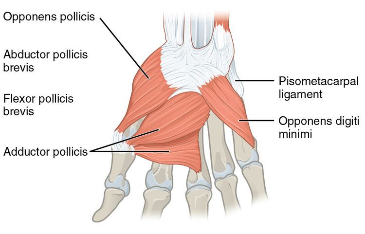 Opponens pollicis muscle