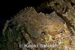 Opsanus Gulf Toadfish Opsanus beta