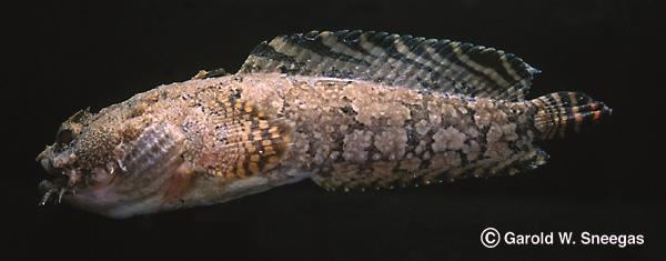 Opsanus Fishes of Texas Opsanus beta