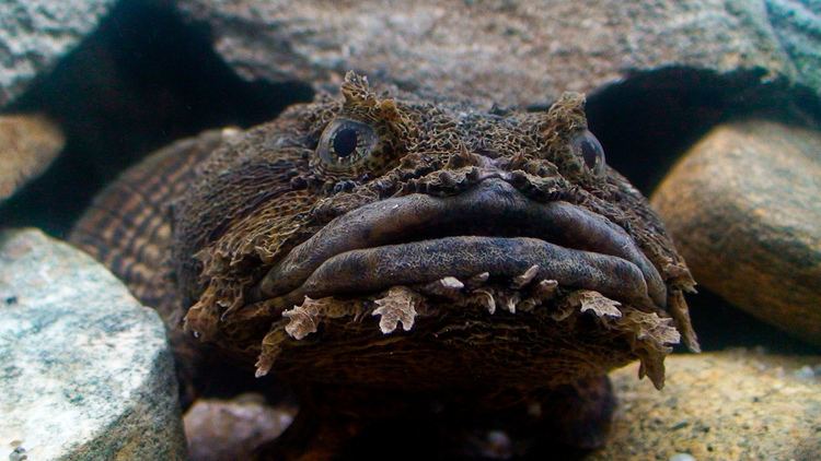 Opsanus Opsanus tau Oyster Toadfish EricksonSmith Flickr