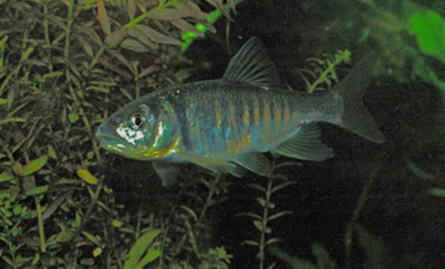 Opsariichthys Fish Identification