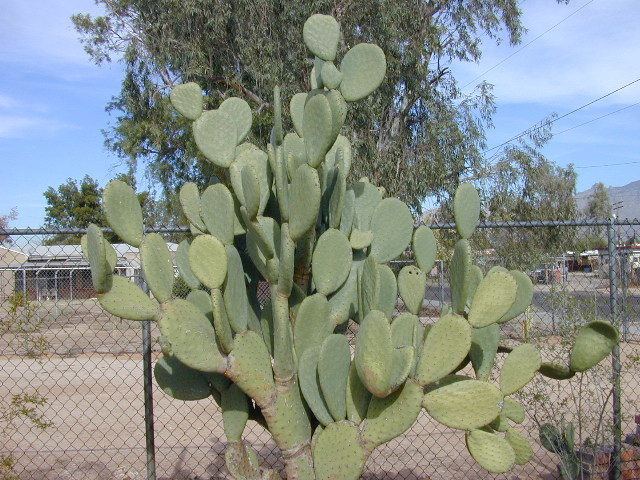 Opuntia Opuntia Page