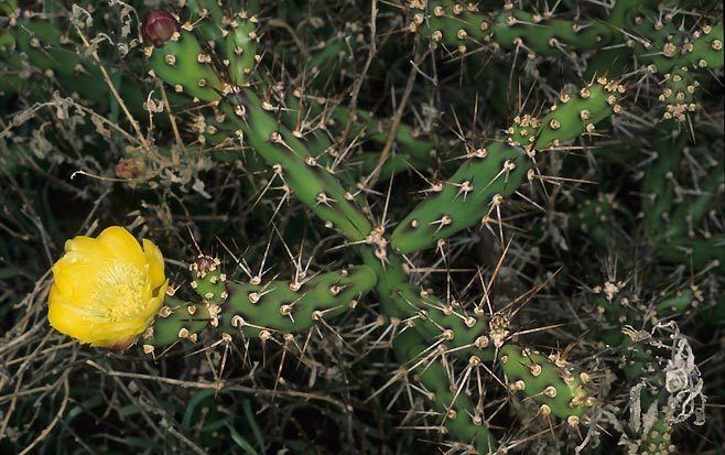 Opuntia aurantiaca aurantiaca Jointed cactus