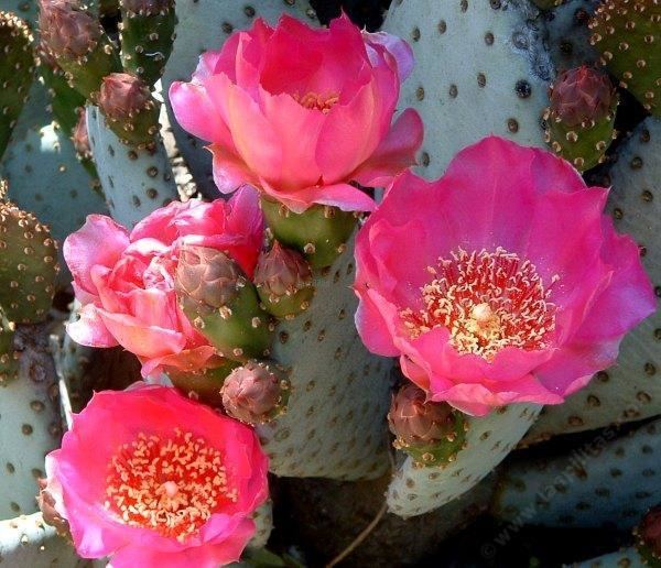 Opuntia basilaris Opuntia basilaris Beavertail Cactus