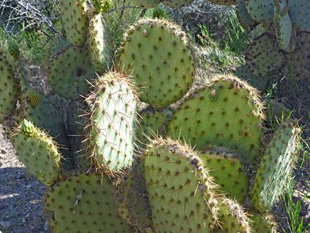 Opuntia Cacti of West and Southwest USA Opuntia