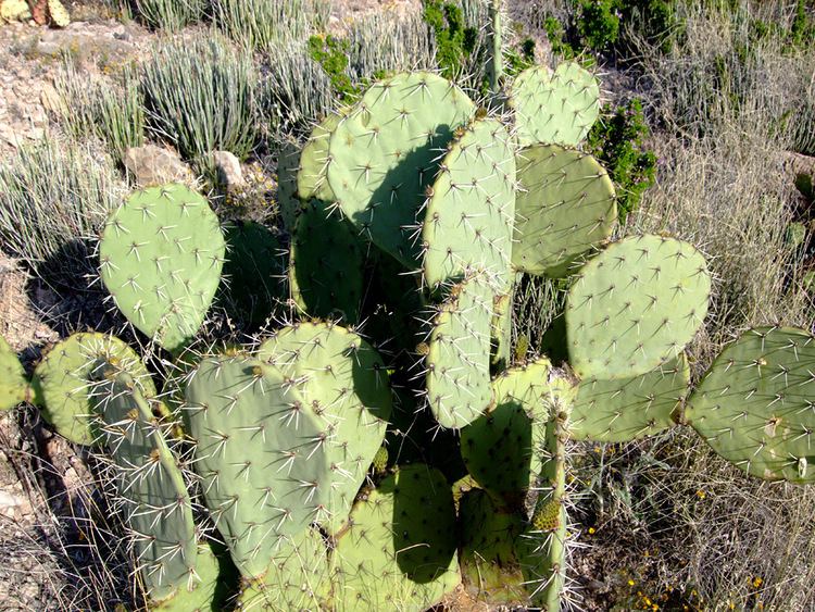 Opuntia engelmannii Opuntia engelmannii Cacti of Big Bend National Park Texas