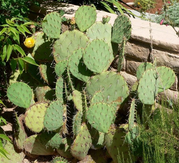 Opuntia engelmannii Opuntia engelmannii Cow39s Tongue Prickly Pear Cactus Cactus