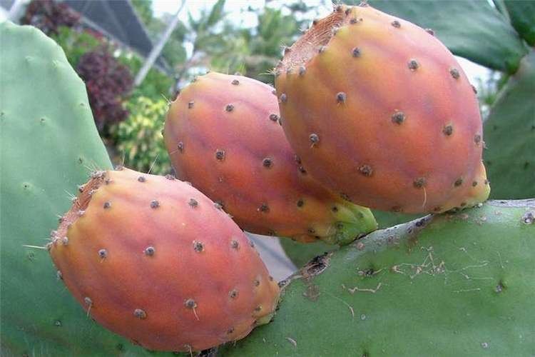 Opuntia ficus-indica Factsheet Opuntia ficusindica Sweet Prickly Pear