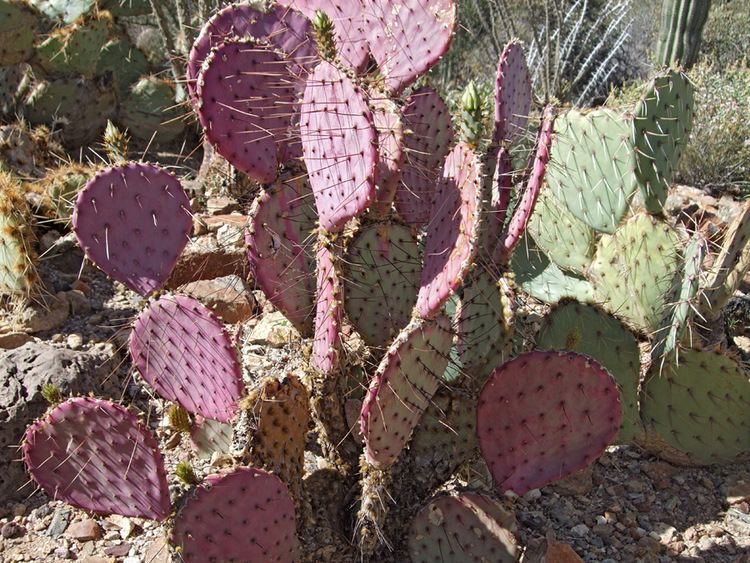 Opuntia gosseliniana Opuntia gosseliniana violet prickly pear